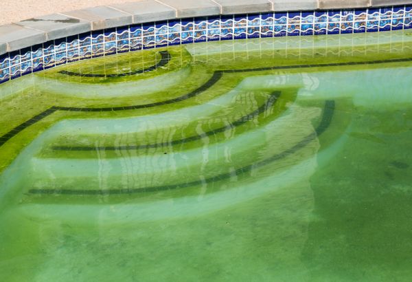 Pool Deck Algae Removal in Keller